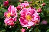 Rose, Roze van Alexander Ludwig thumbnail
