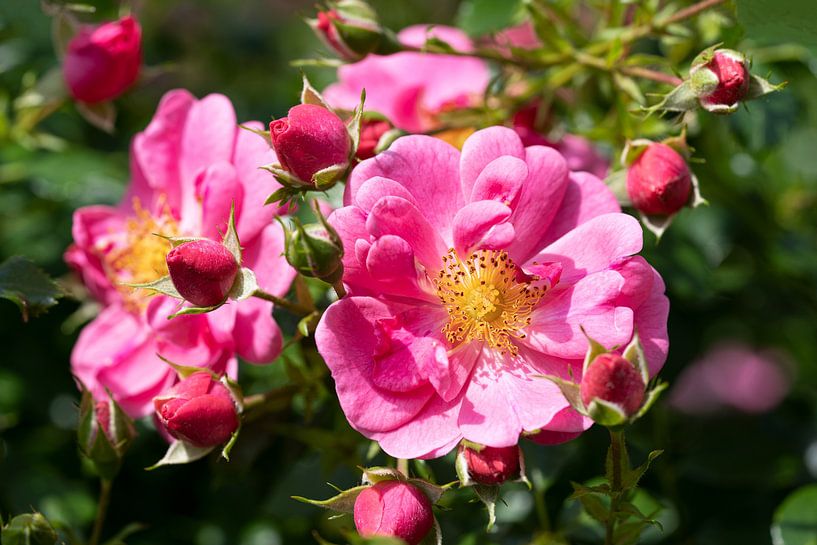 Rose, Roze van Alexander Ludwig
