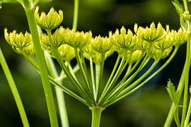 Fluitenkruid von Hein Rozema