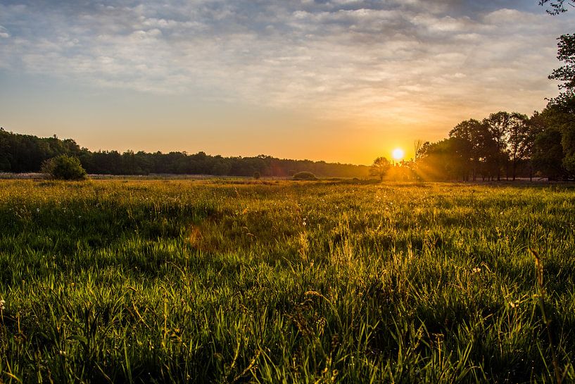 goude ochtend van Bart Liesenborgs