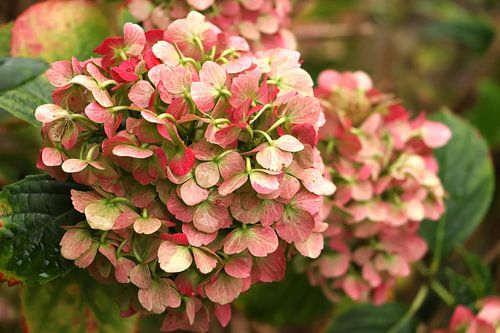 Hortensia