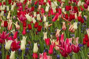 Keukenhof Serie - Tulpen von Wilma Overwijn