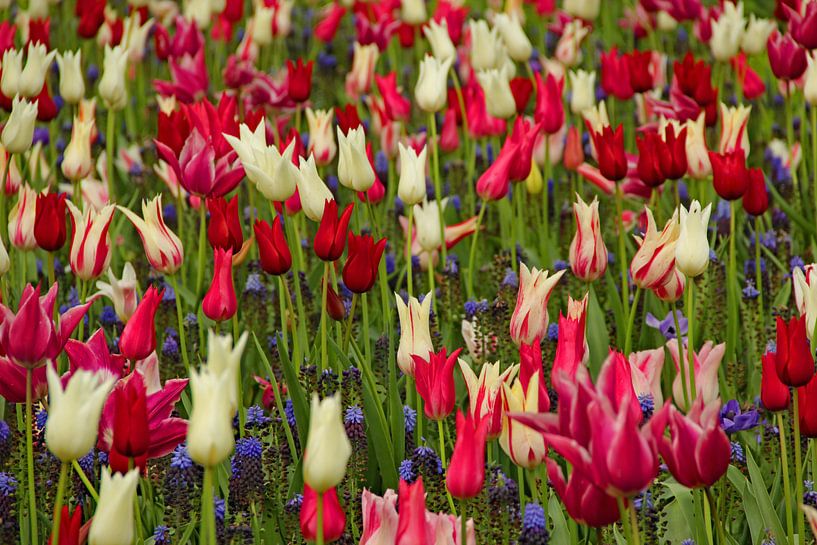 Keukenhof series - tulips by Wilma Overwijn