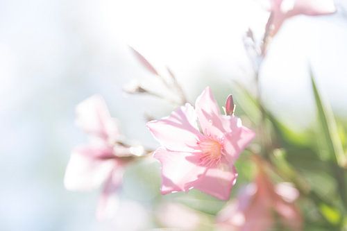 Orleander in vroege zonlicht