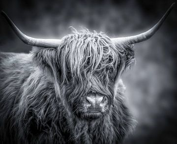 Schotse Hooglander in zwart-wit