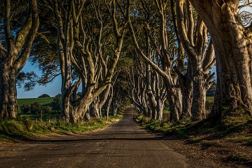 Dark Hedges / Donkere Hagen  - Noord Ierland