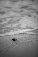 Schildpad