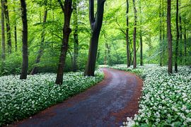 Le sentier sinueux dans la forêt sur Thijs Friederich