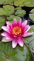 Seerose
