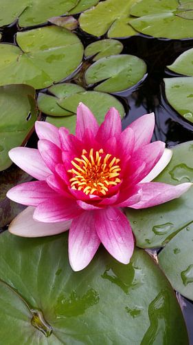 Seerose