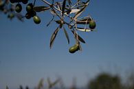 Olivenbaum von Marco de Groot Miniaturansicht