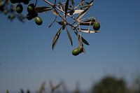 Olive tree