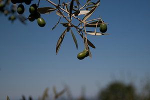 Olive tree van Marco de Groot