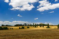 Cipressenlaan en kasteel - Toscane - Italie