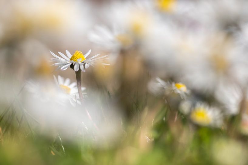 Love for the Daisies by Jolanda de Jong-Jansen