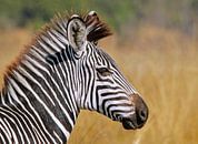 Junges Zebra - Afrika wildlife von W. Woyke Miniaturansicht