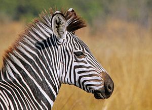 Young Zebra - Africa wildlife van W. Woyke