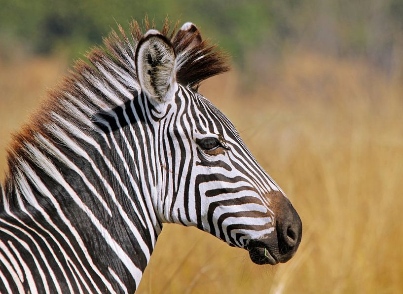 Junges Zebra - Afrika wildlife van W. Woyke