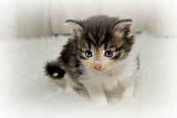 Fluffy III