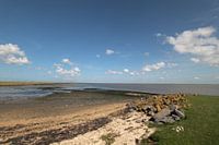 Ameland/Kooikersdunen