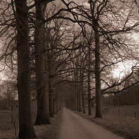 Road in the woods von samantha vos