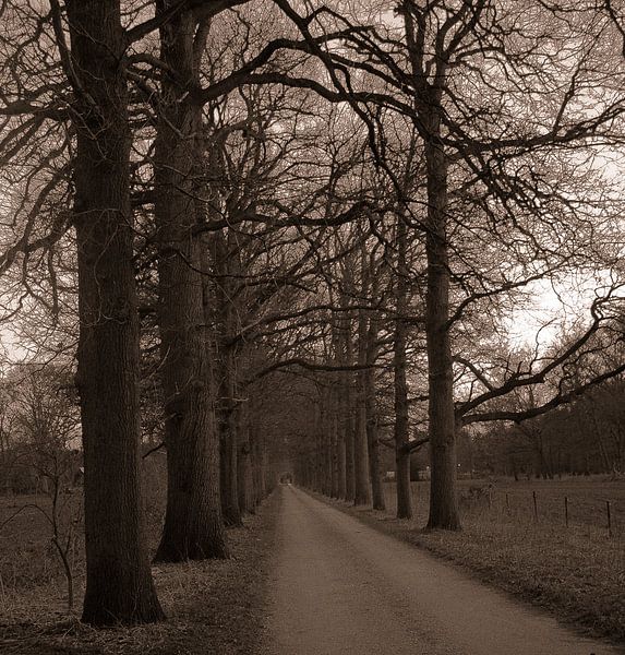 Road in the woods by samantha vos