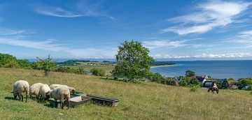 Idylle auf der Mönchgut-Halbinsel von Peter Eckert