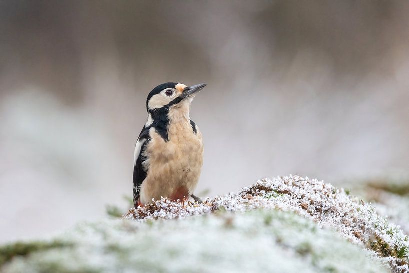 Grote bonte specht in de sneeuw. van Janny Beimers