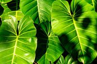 Jungle feeling - Philodendron leaves in Panama