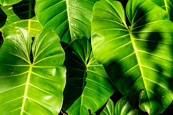 Sensation de jungle - Feuilles de philodendron au Panama