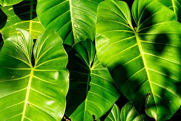 Jungle-gevoel - Philodendron bladeren in Panama van The Book of Wandering