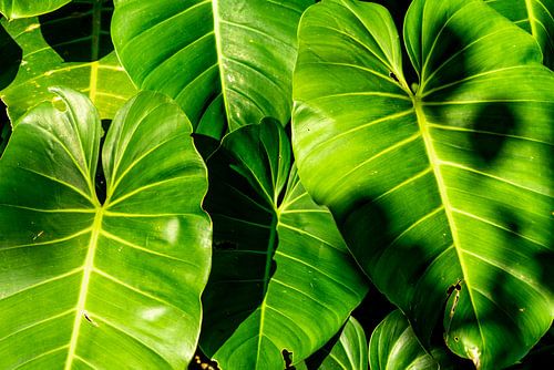 Jungle-gevoel - Philodendron bladeren in Panama