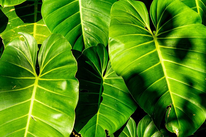 Jungle-gevoel - Philodendron bladeren in Panama van The Book of Wandering