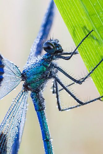 portret weidebeekjuffer