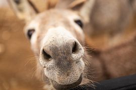 Donkey by Bas de Glopper