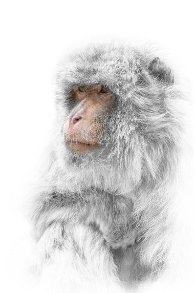 Langoer aap par Ron Meijer Photo-Art