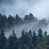 Mist van Sam Mannaerts