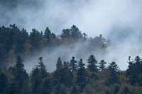 Mist