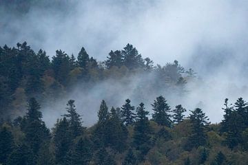 Mist