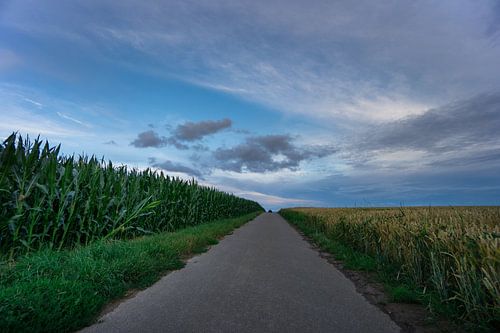 Allemagne - Route à travers des champs de maïs et de blé sous un ciel bleu à l'aube