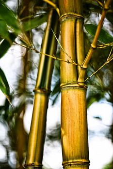 Bamboo