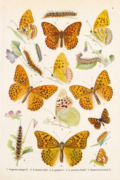 Kleurenplaat met  oranje vlinders van Studio Wunderkammer