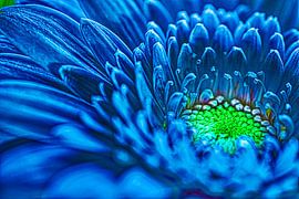 Kunstvolle blaue Gerbera-Blüte von Jolanda de Jong-Jansen