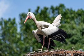 Une cigogne sur son nid.