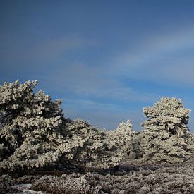 Snowbow by Guido Veenstra