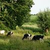 Koeien in landschap van Herman Peters