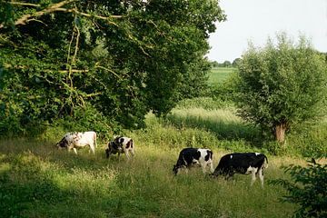 Koeien in landschap van Herman Peters