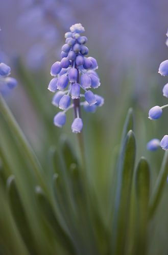 Weicher Schuss von blauen Trauben