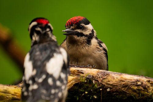 Two Great Bonded Woodpeckers