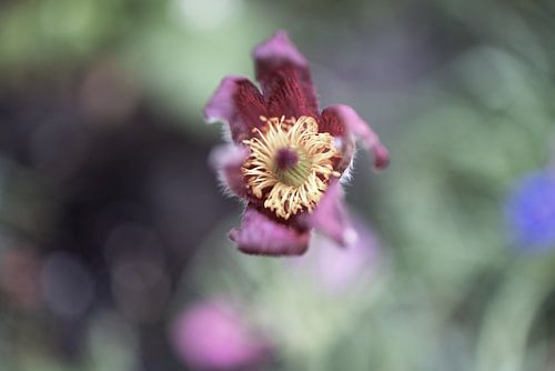 The first flowers in the Emsland garden